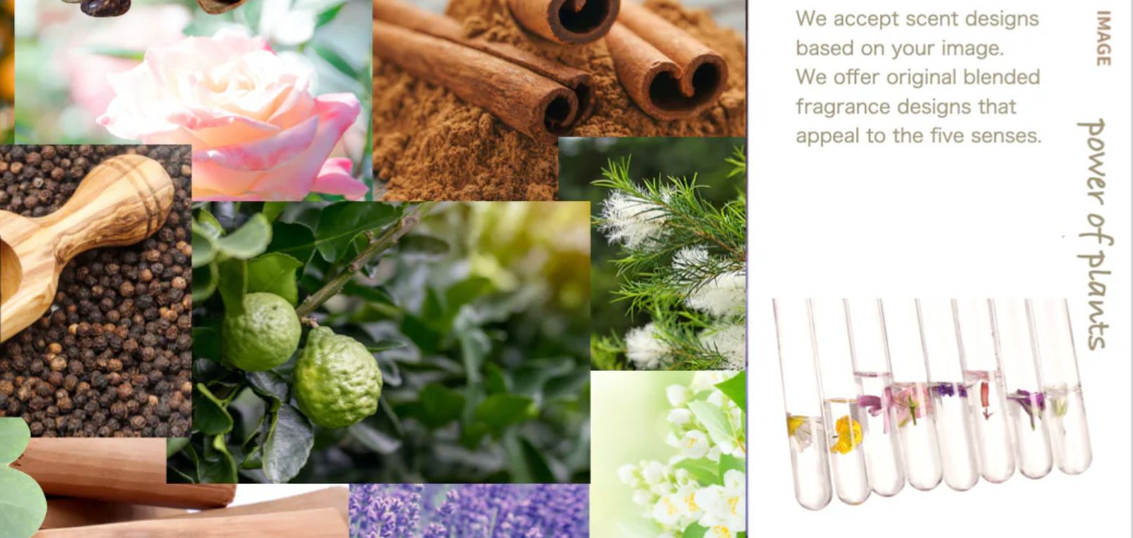 ☆めろん☆　イランイラン15ml・アダプティブ15ml Amazon.co.jp: dōTERRA[ドテラ] イランイラン[15ml] : ドラッグ