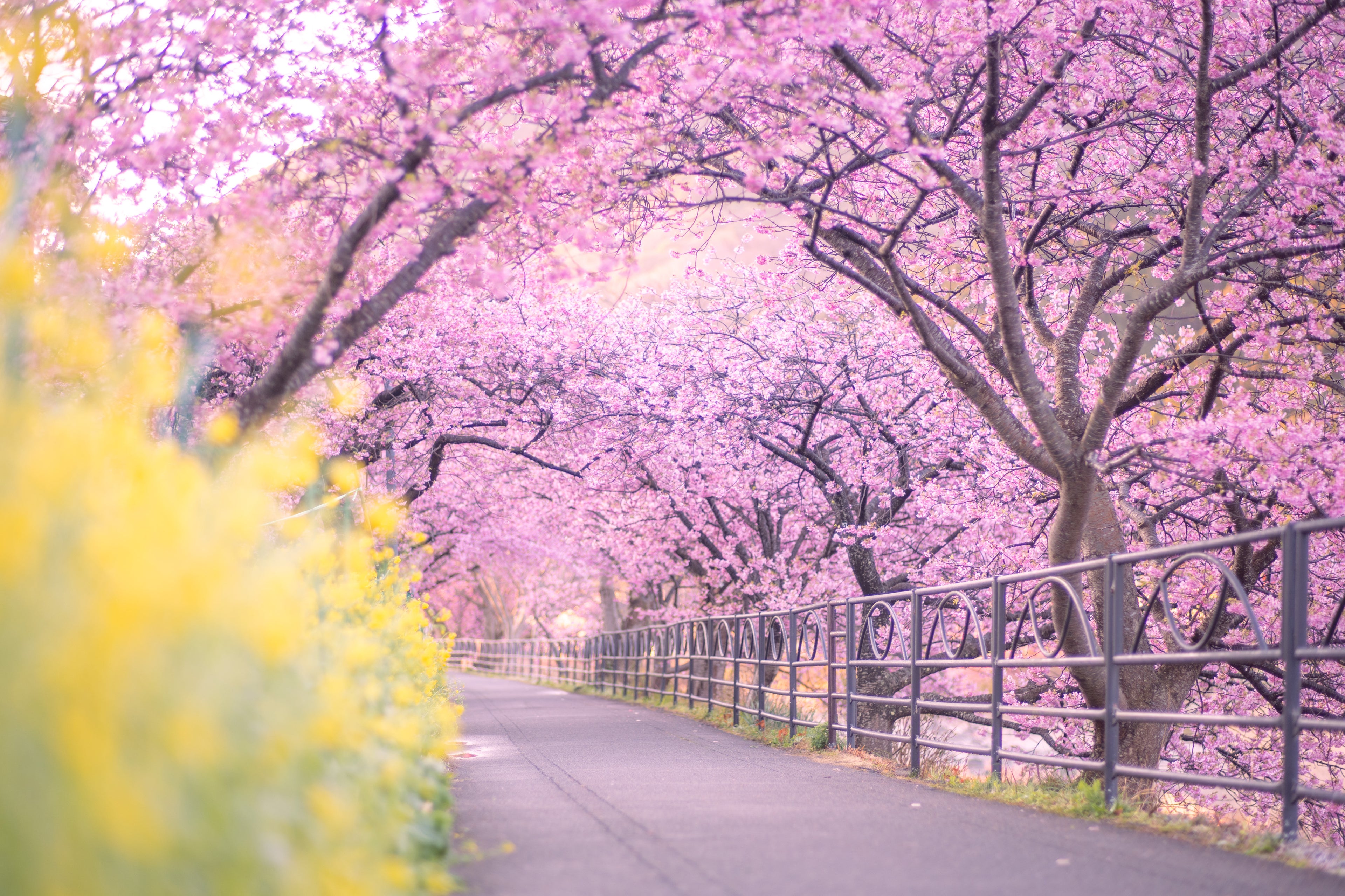 スプリングマジック with 河津桜