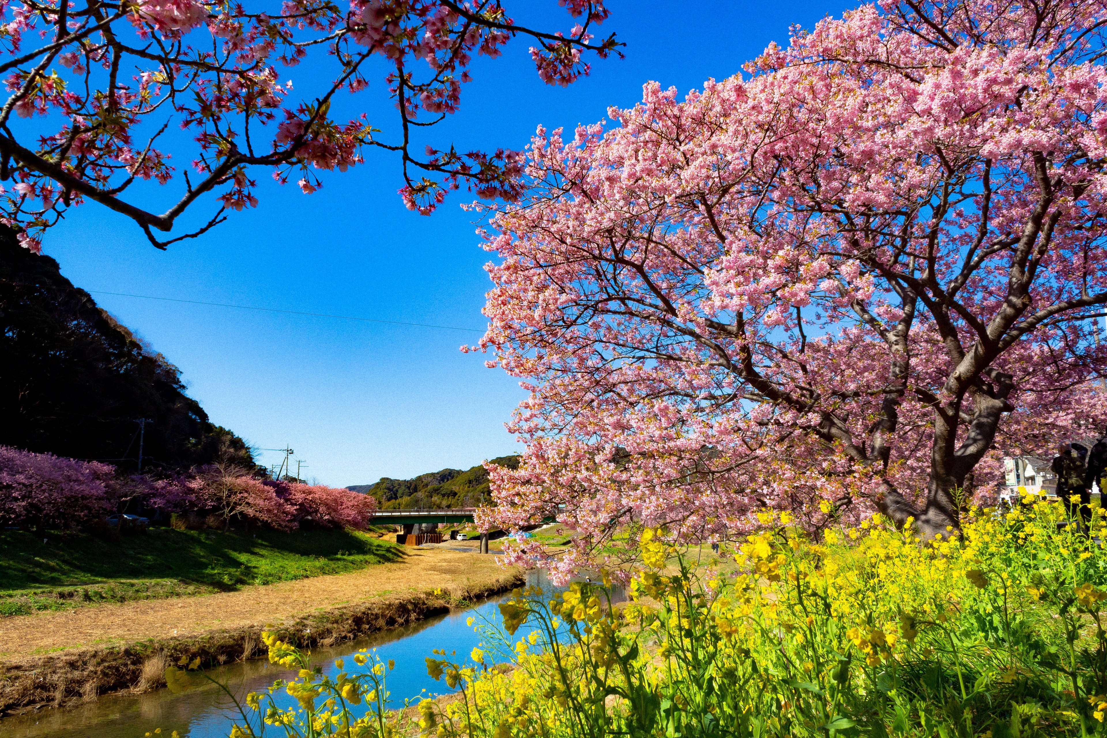 スプリングハーモニー with みなみの桜