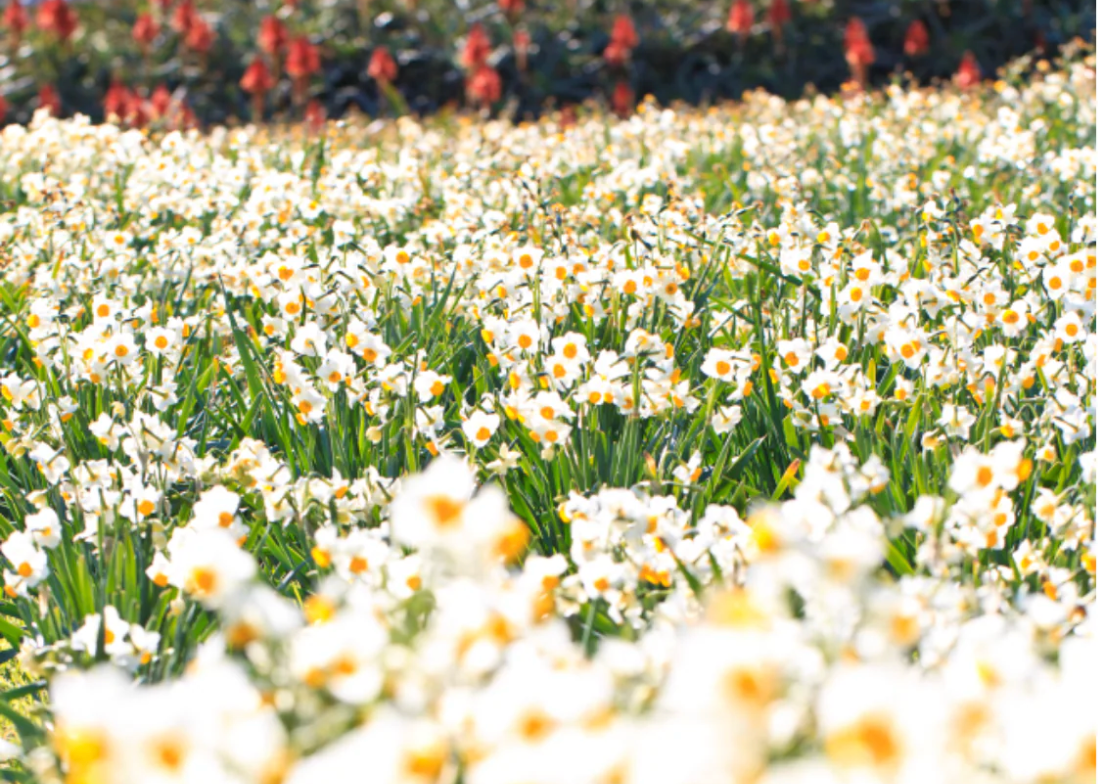 ミステリアス with 下田水仙