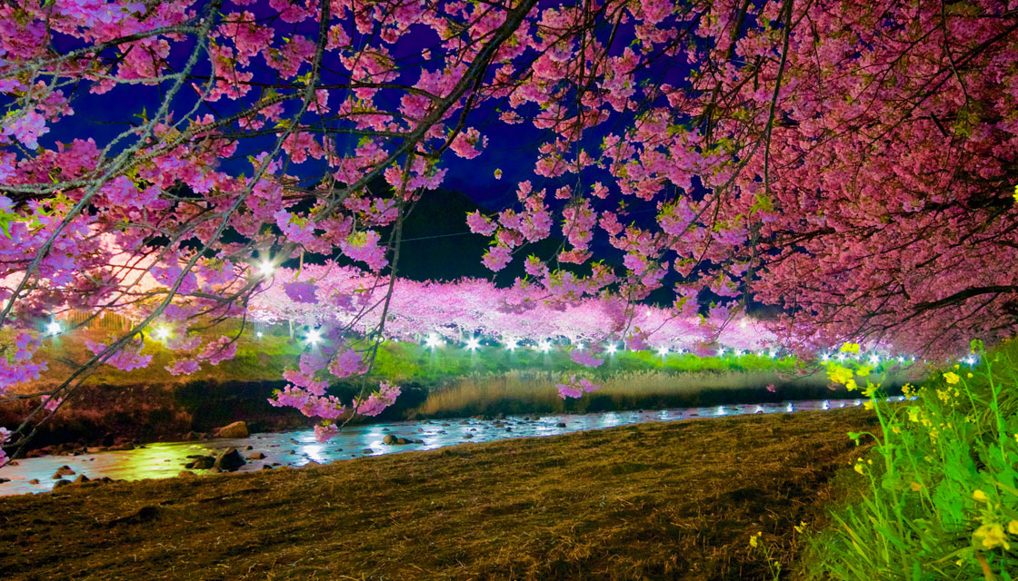 スプリングマジック with 河津桜