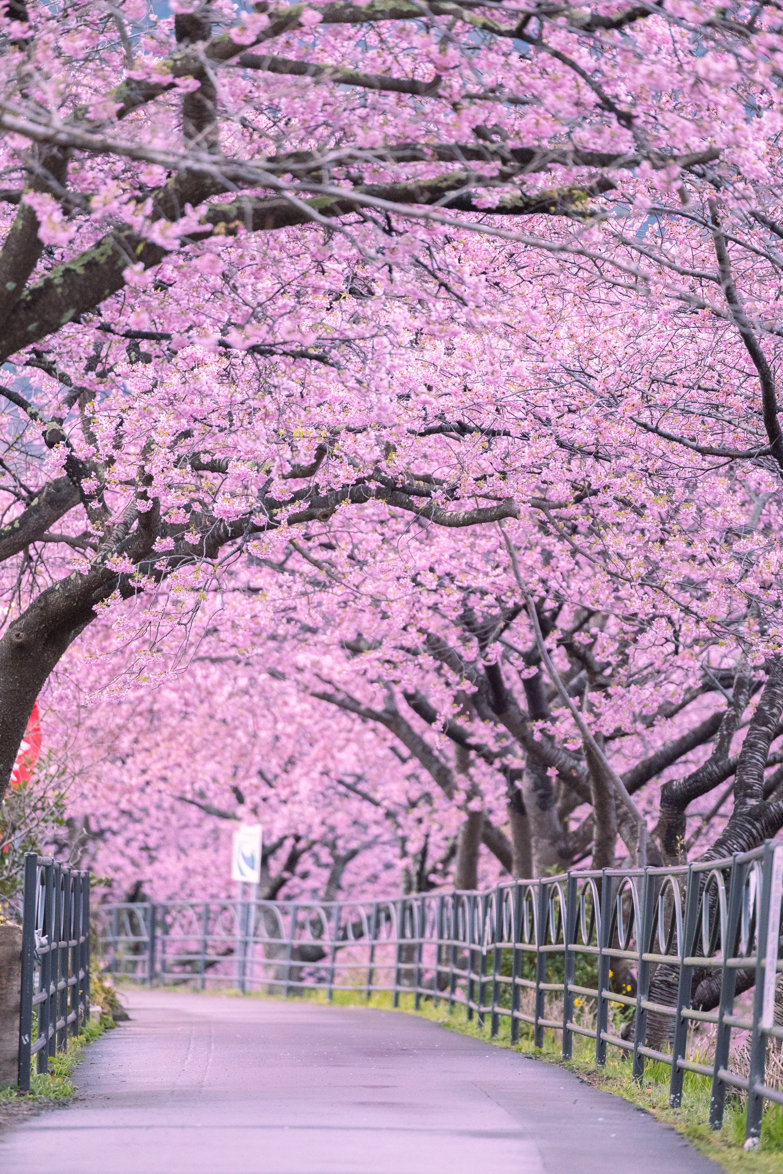 スプリングマジック with 河津桜