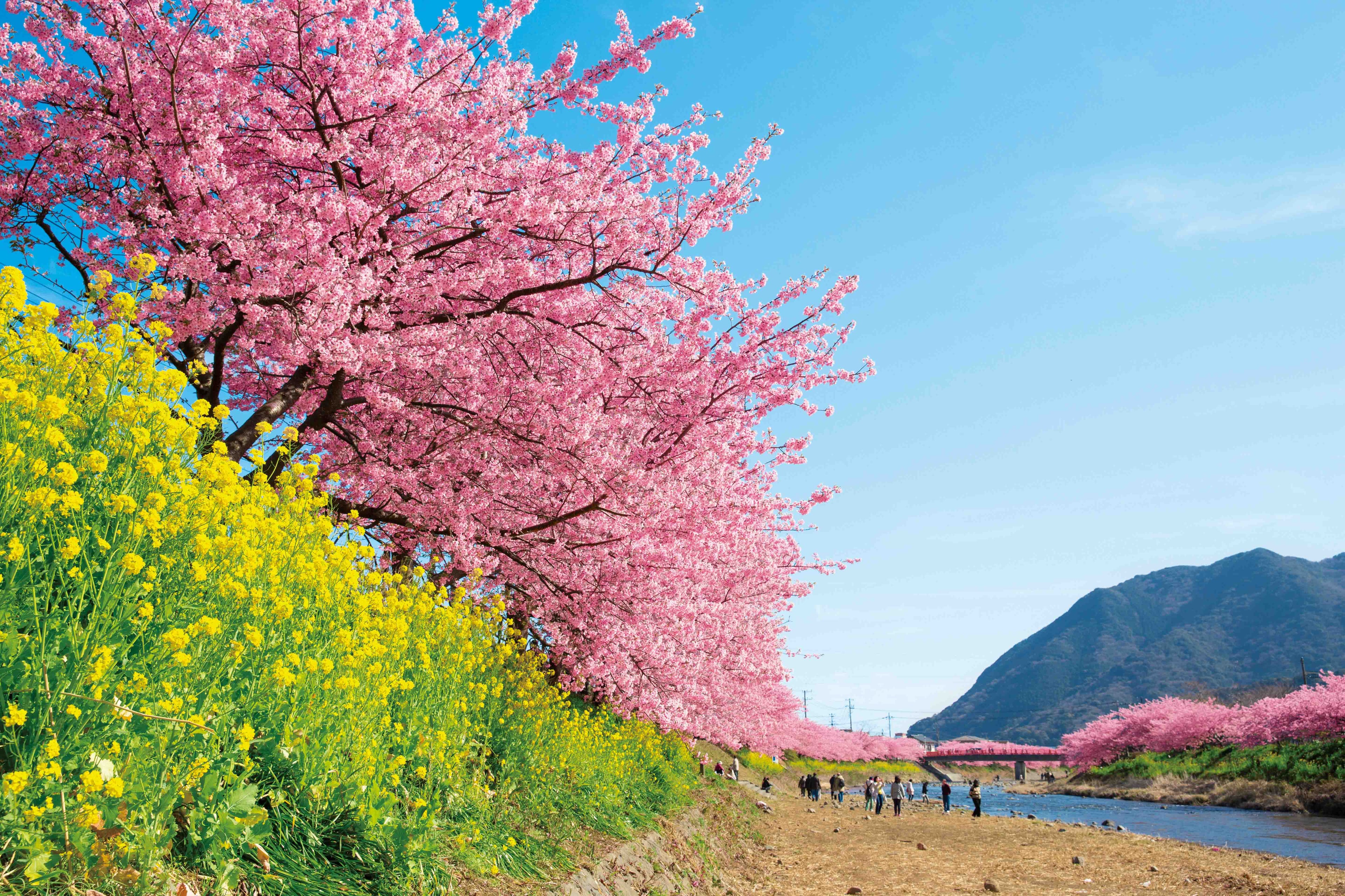 スプリングマジック with 河津桜