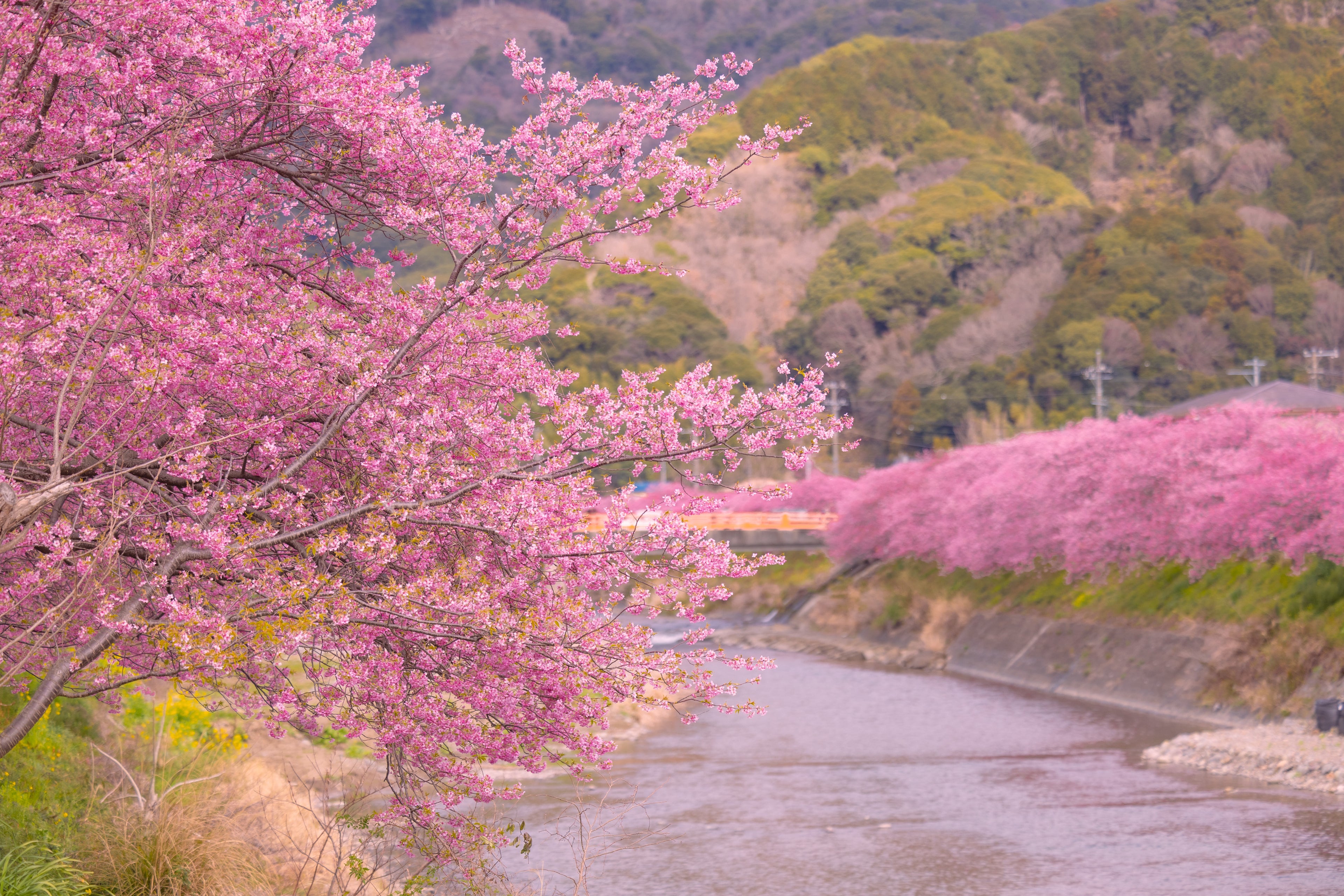 スプリングマジック with 河津桜