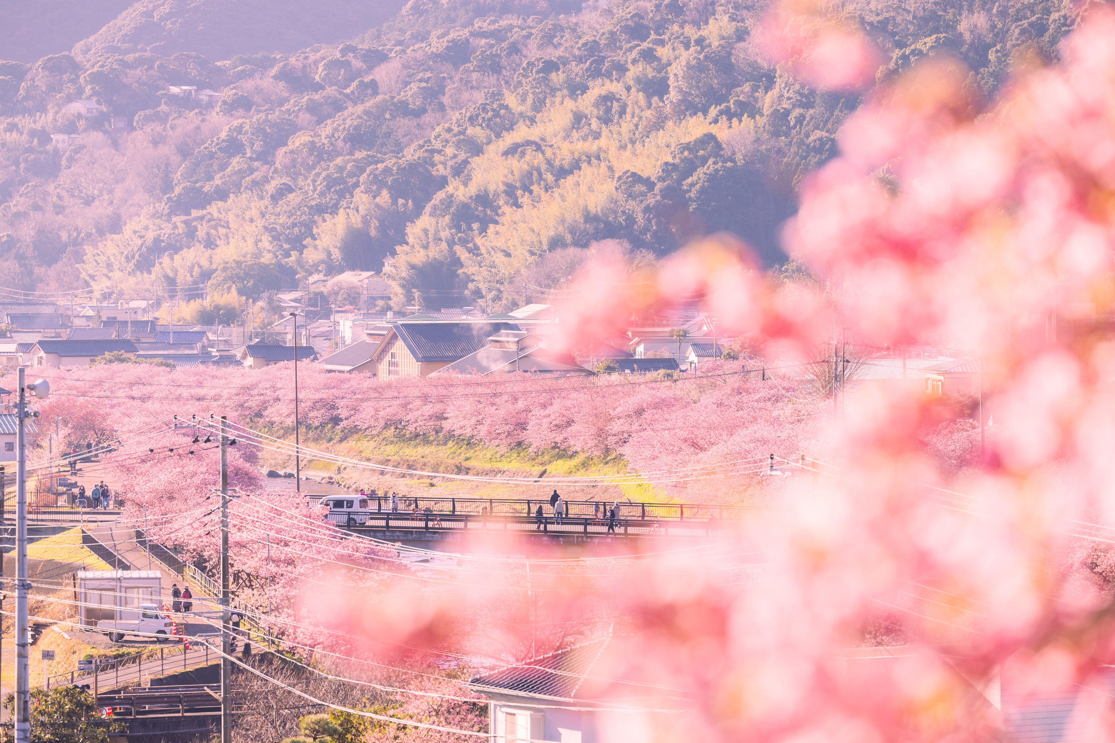 スプリングマジック with 河津桜