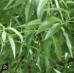 8.ユーカリレモン精油|爽やかで防虫にも
