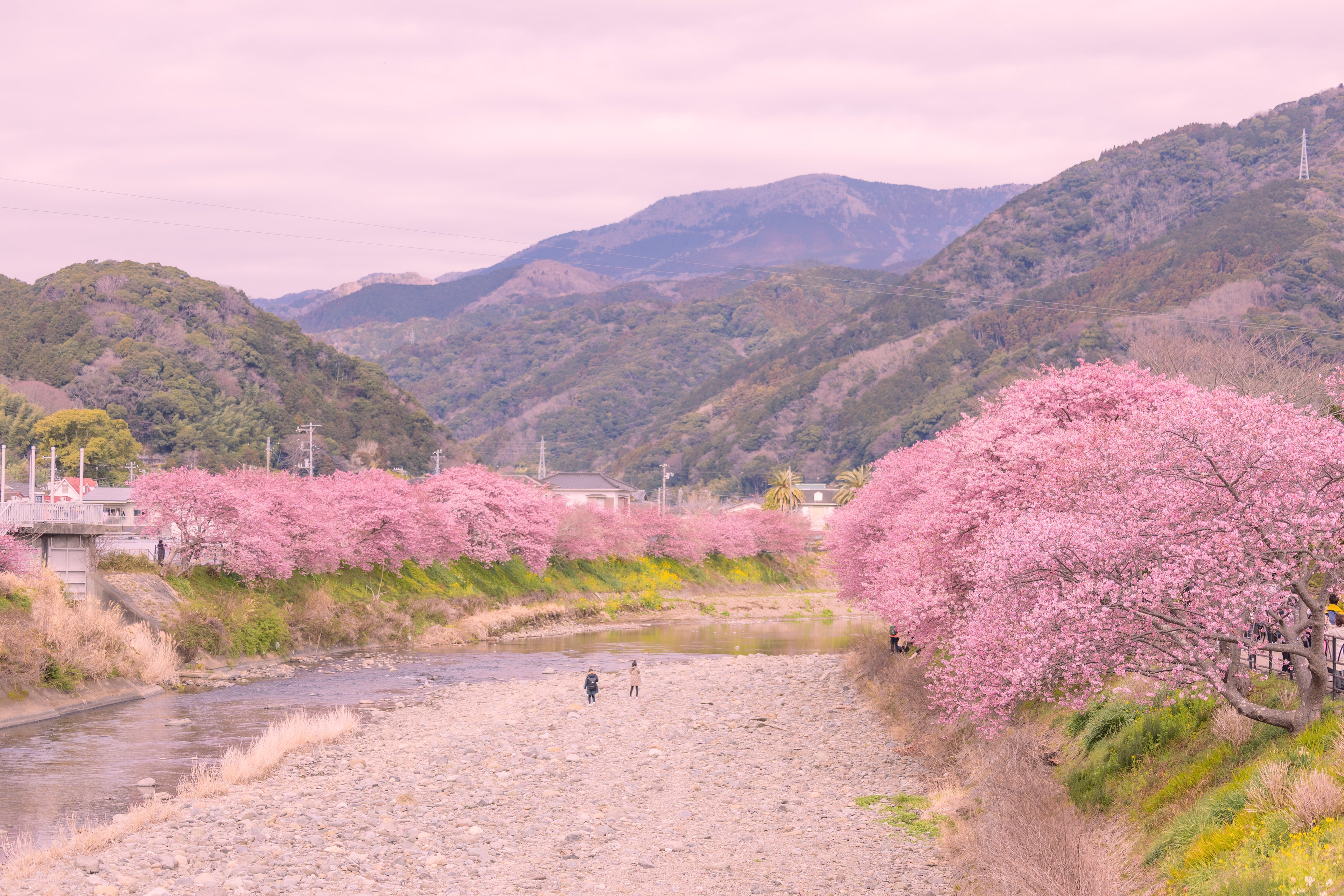 スプリングマジック with 河津桜