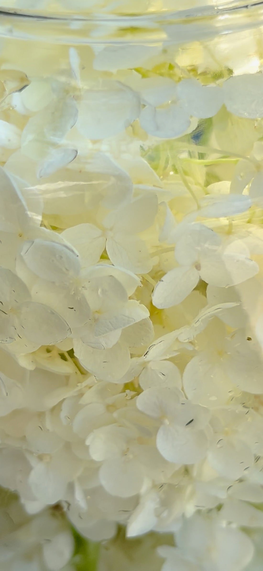 下田公園あじさいまつり 3ml