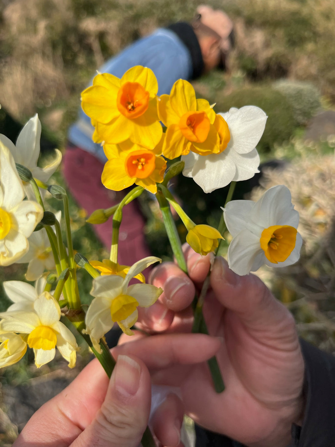 下田水仙まつり 3ml