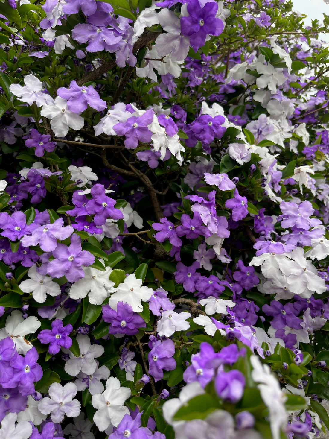 了仙寺アメリカジャスミン 3ml