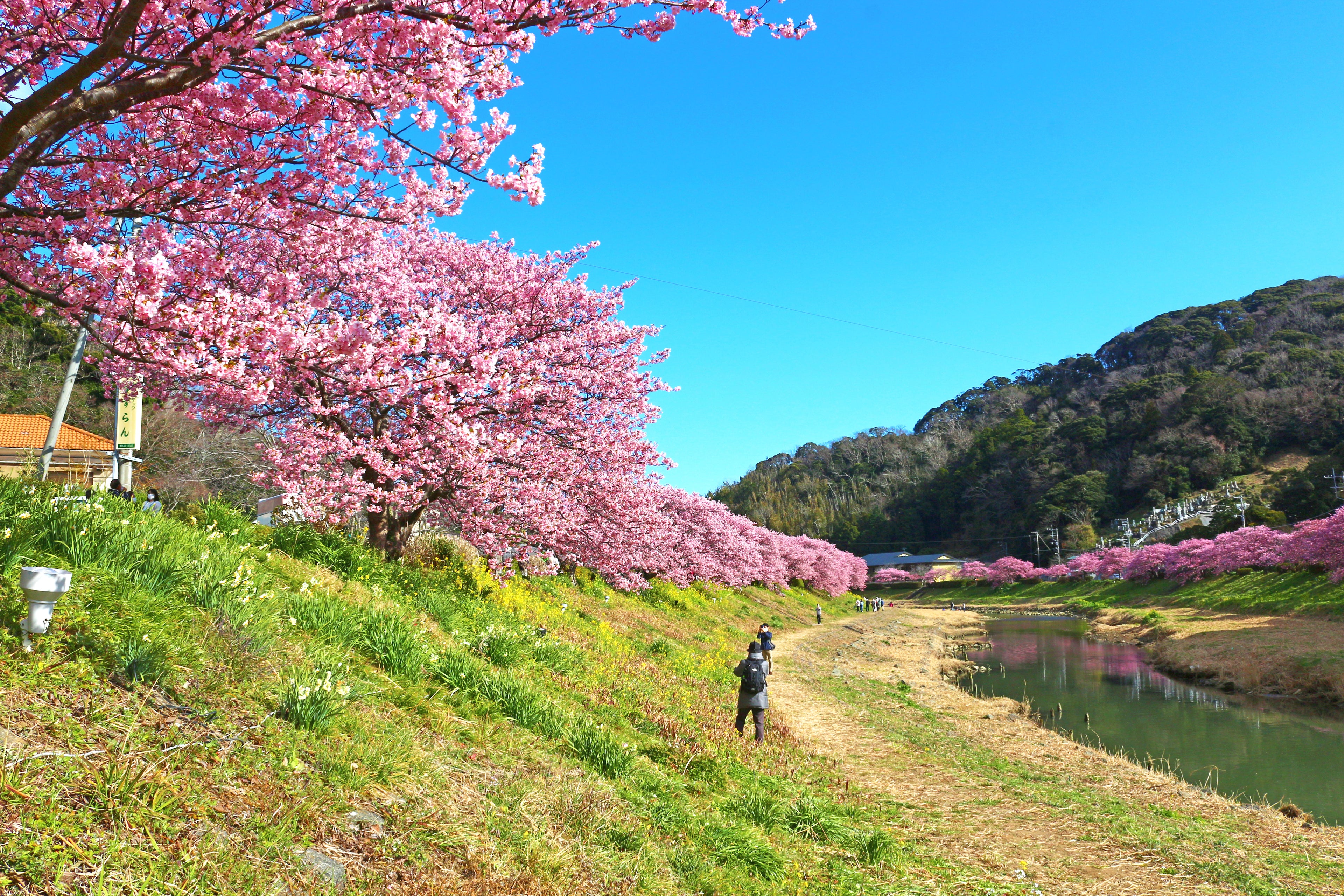 スプリングハーモニー with みなみの桜