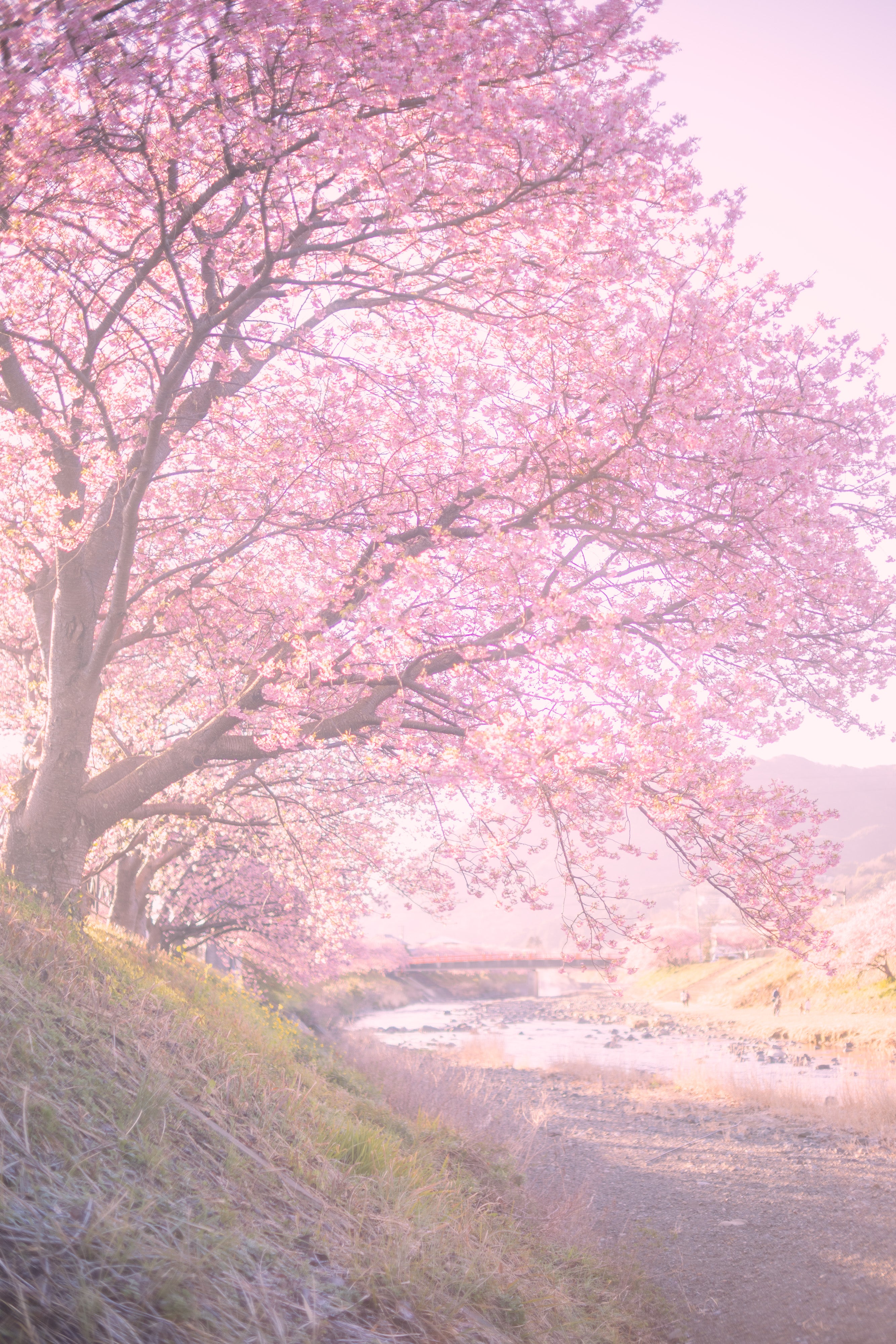 スプリングマジック with 河津桜