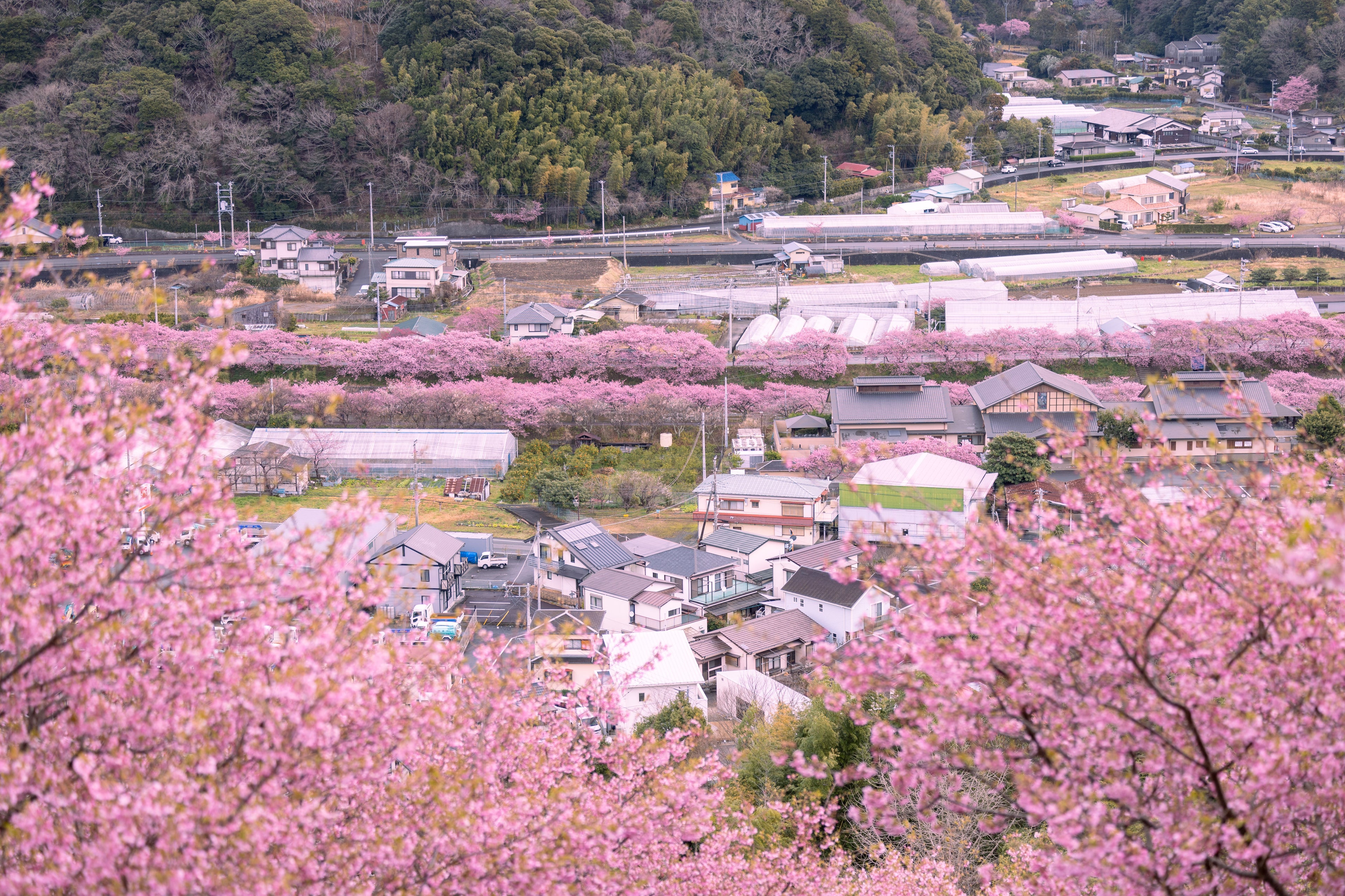 スプリングマジック with 河津桜