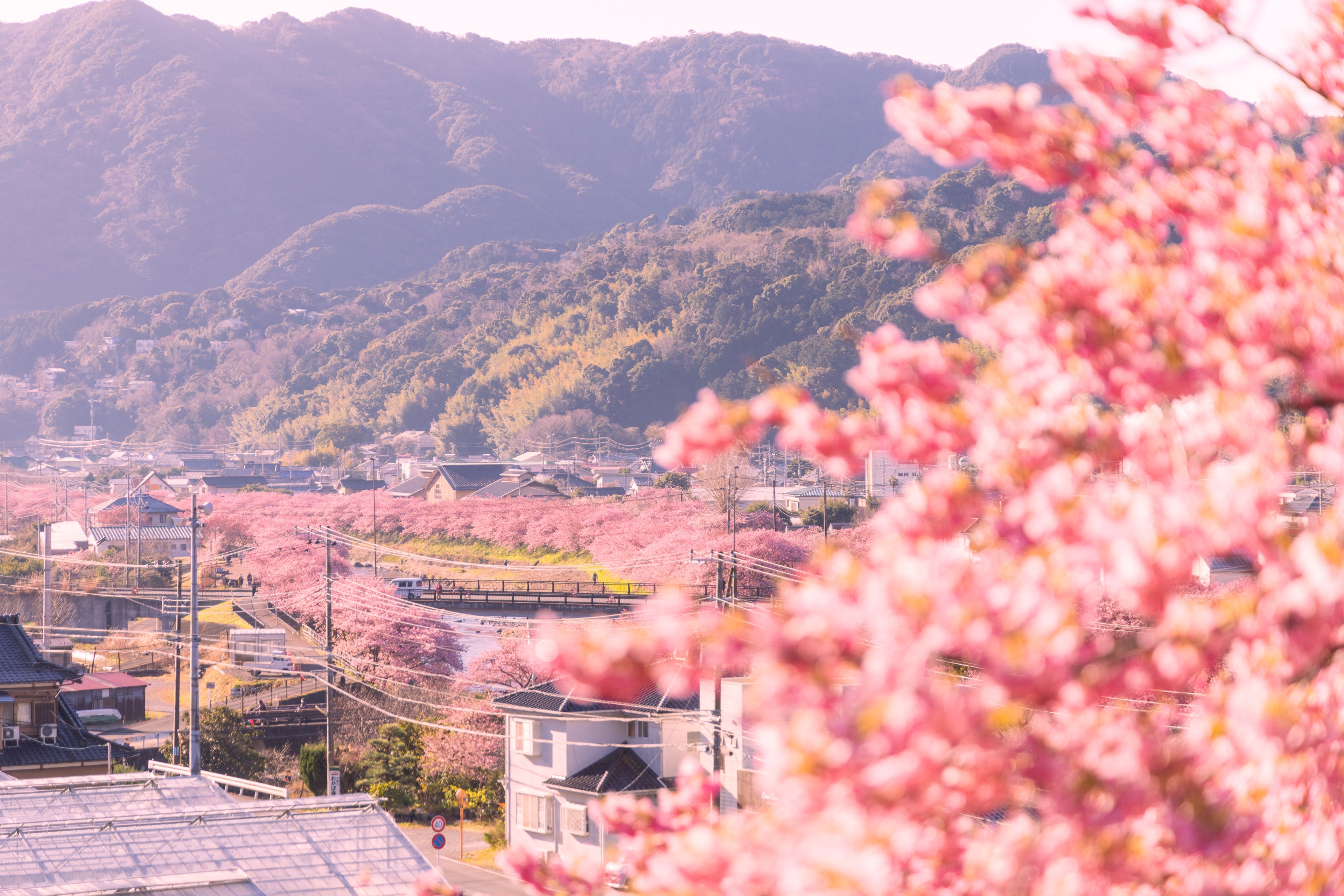 スプリングマジック with 河津桜
