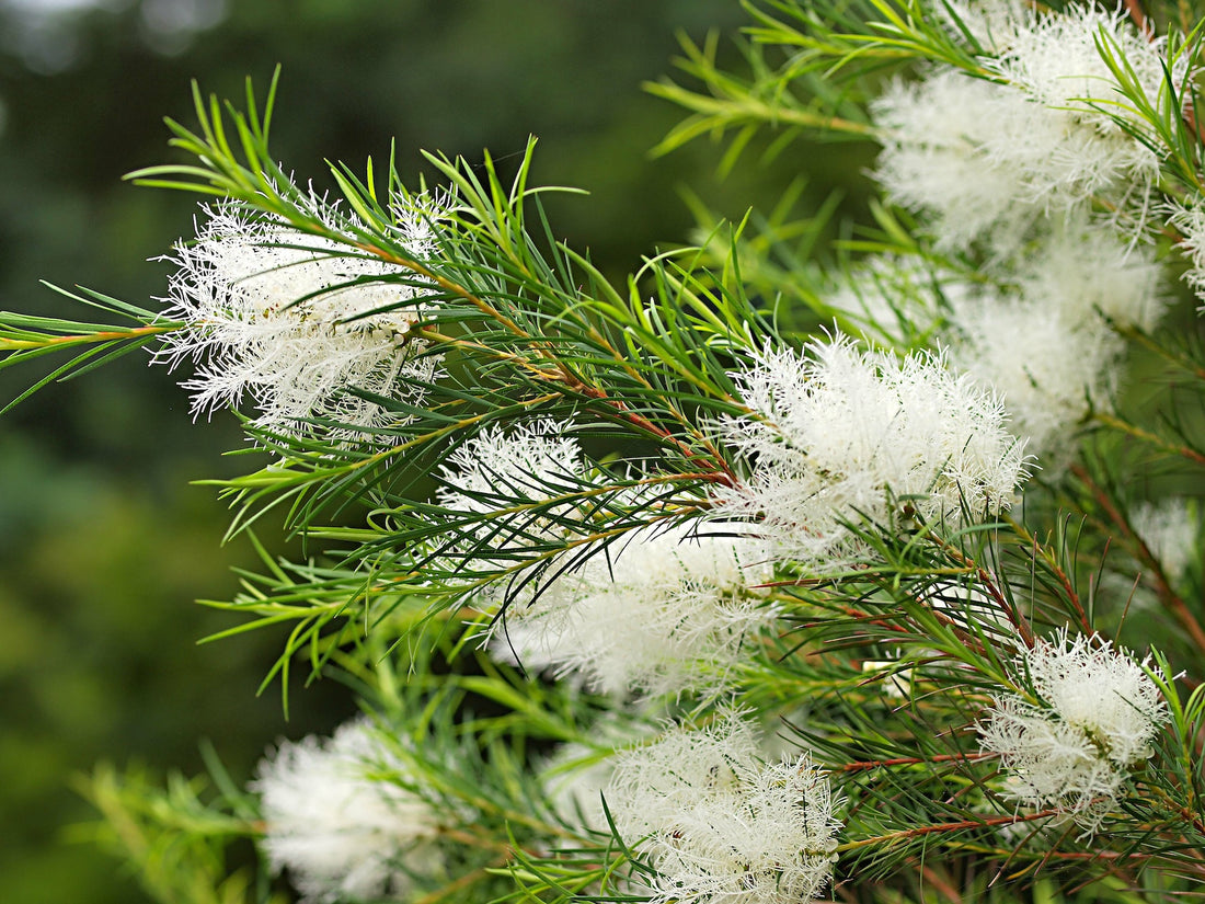 4.ティーツリー精油|抗菌・空気清浄に