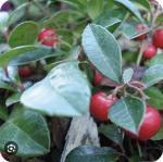 ウインターグリーン原料