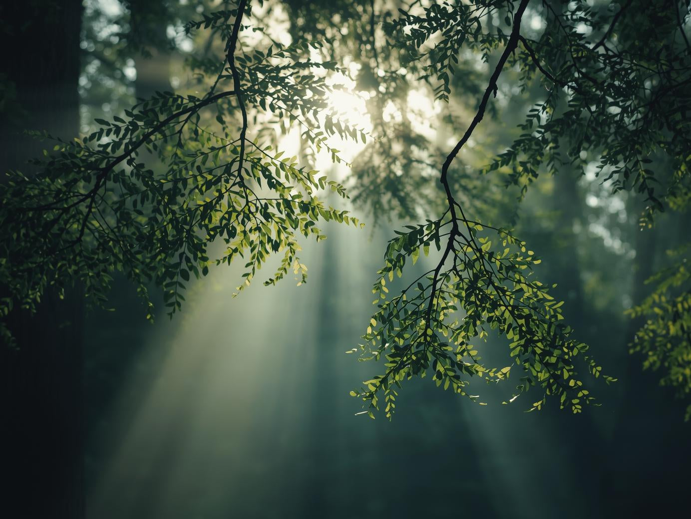 ティーツリー精油｜心と空気を整える、森の清らかな香り