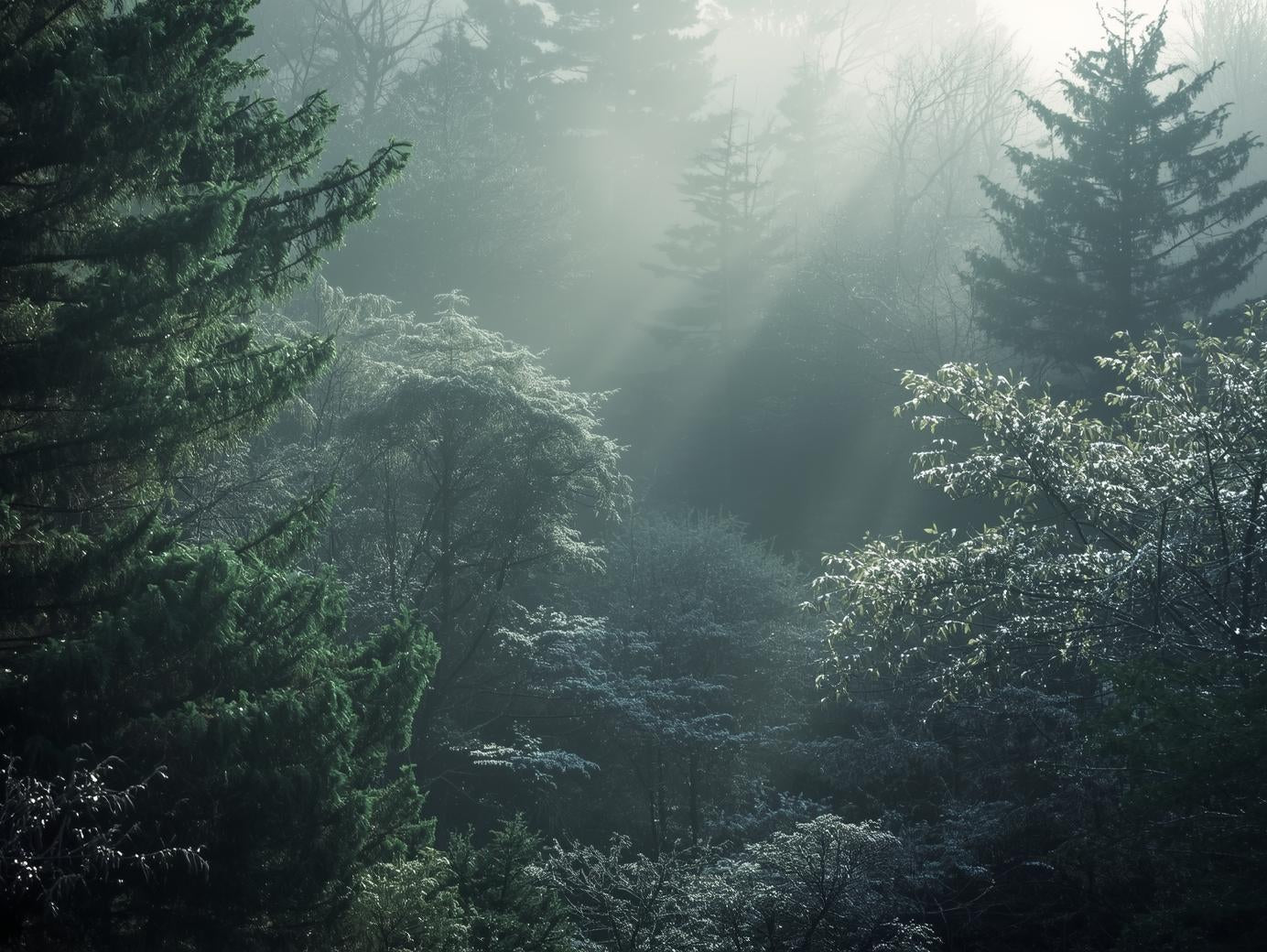 ウインターグリーン精油｜湿布の香りが癒しに変わる理由