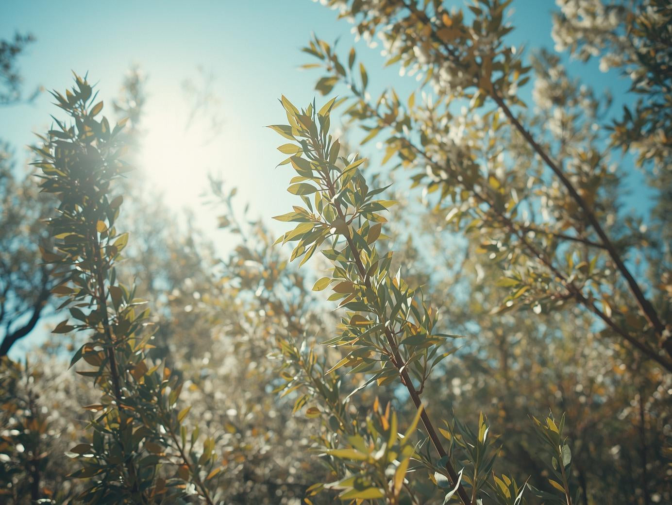ユーカリ精油の透明な呼吸｜伊豆の風がくれる静かな目覚め