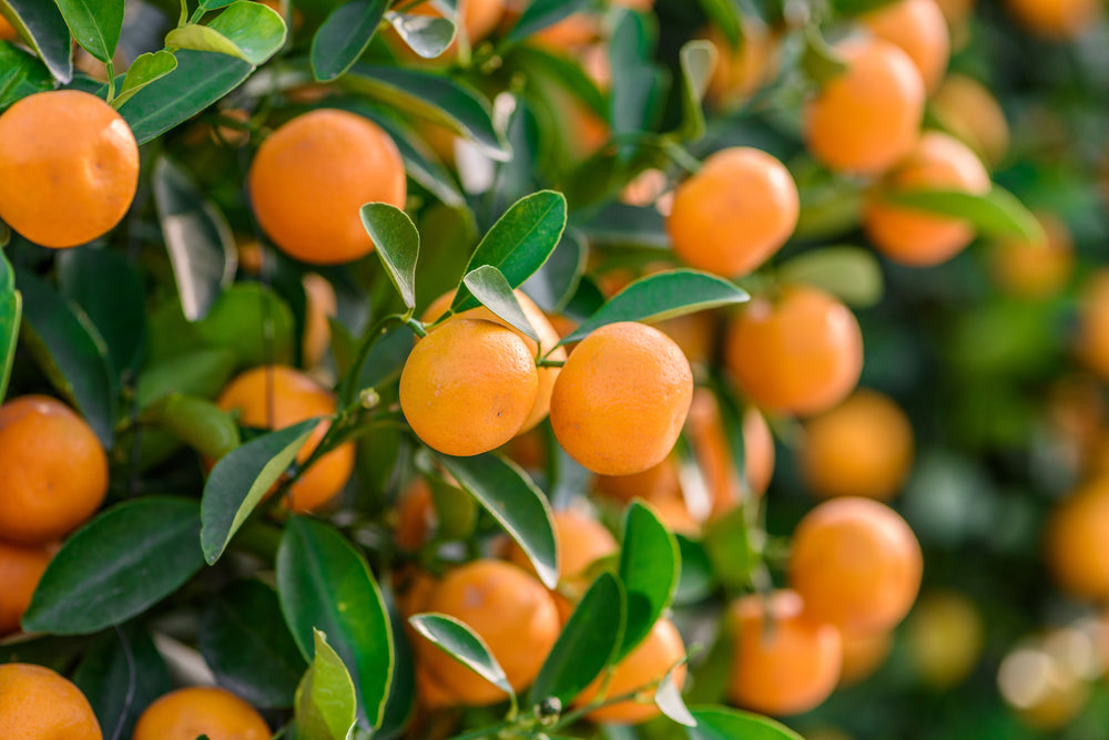 緑の葉の間に実るオレンジ色の柑橘