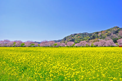 スプリングハーモニー with みなみの桜