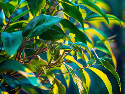 8.ユーカリレモン精油｜爽やかで防虫にも