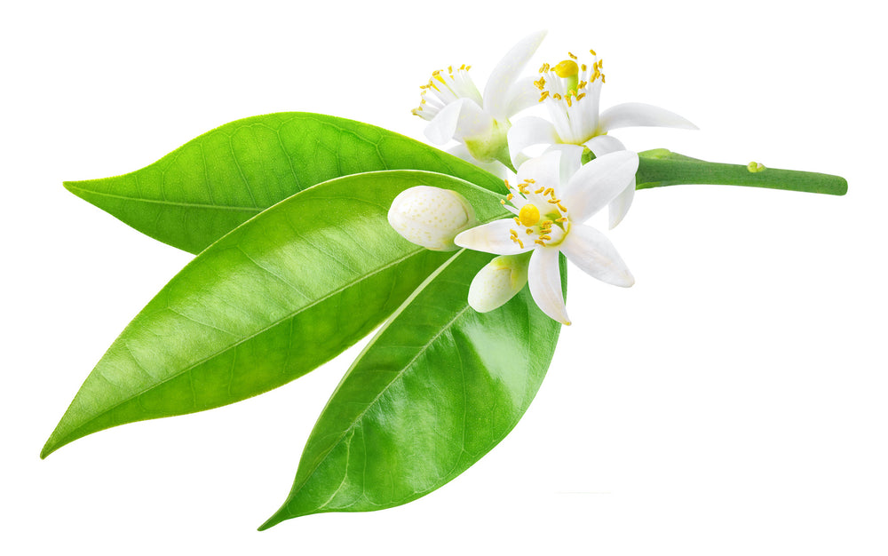 緑の葉に添えられた白い柑橘の花とつぼみ