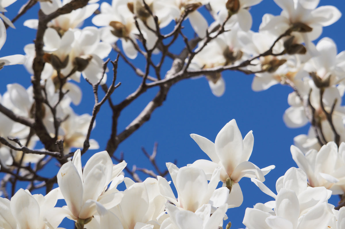 青空を背景に枝いっぱいに咲く白いマグノリアの花